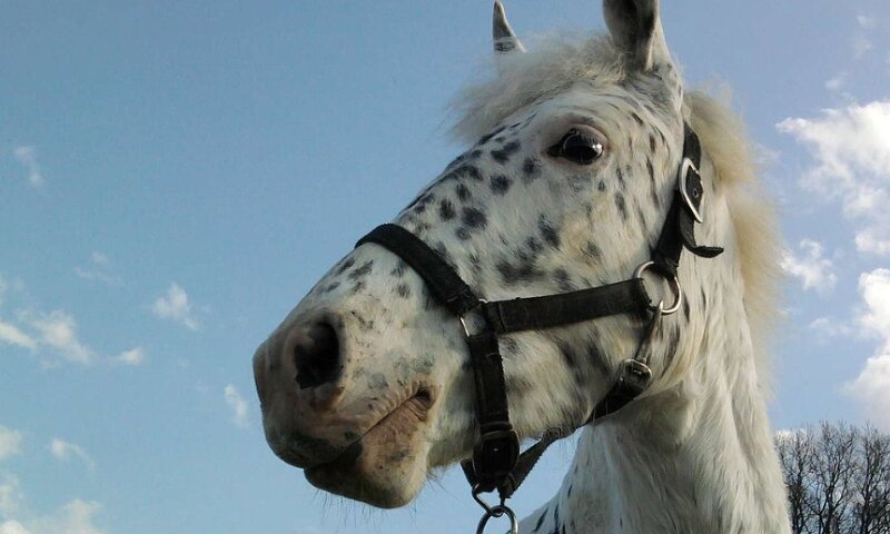 White Spotted Horse — Blue