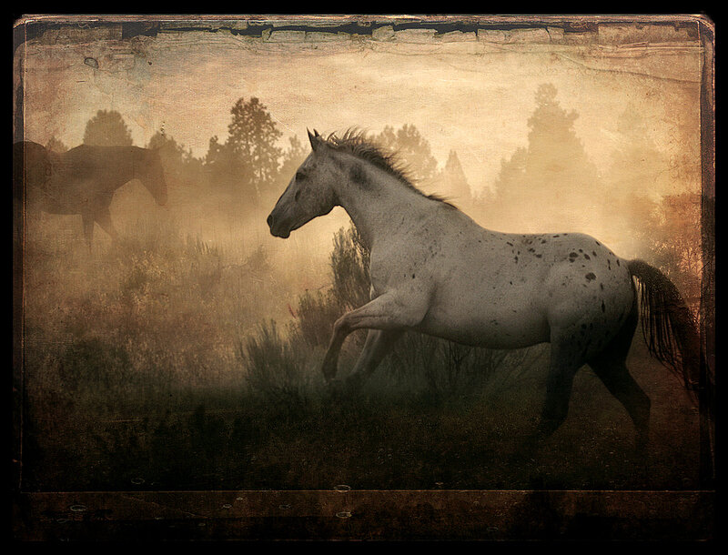 White Spotted Horse — Brown