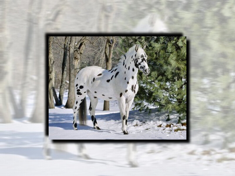 White Spotted Horse — Calm