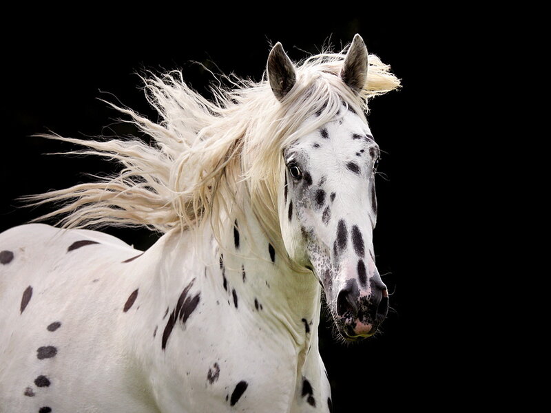 White Spotted Horse — Dramatic