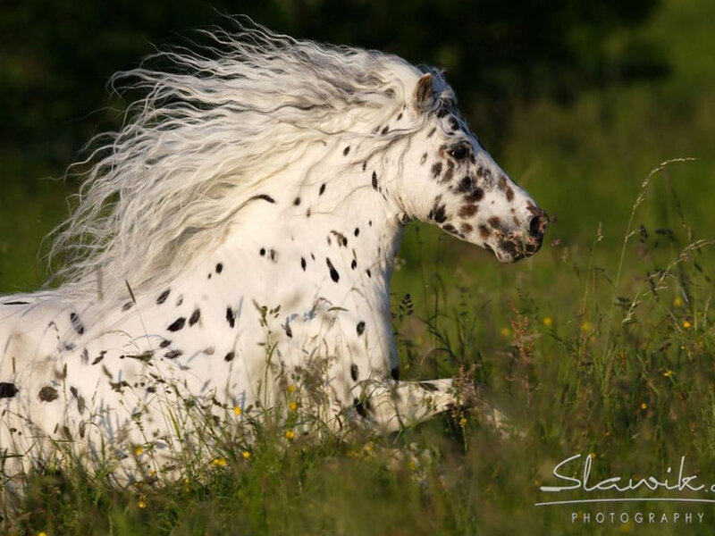 White Spotted Horse — Dynamic, Afternoon