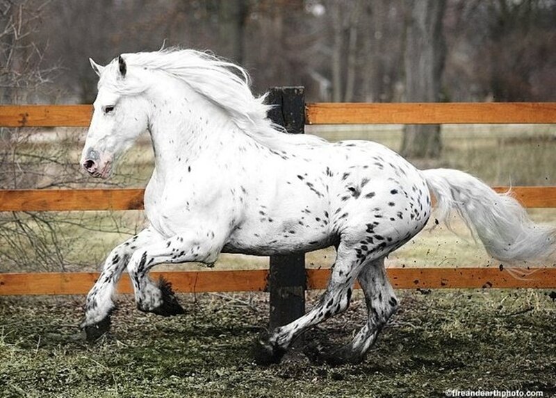 White Spotted Horse — Dynamic