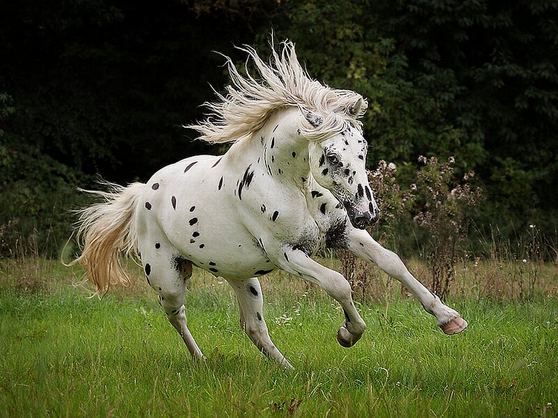 White Spotted Horse — Green, Dynamic