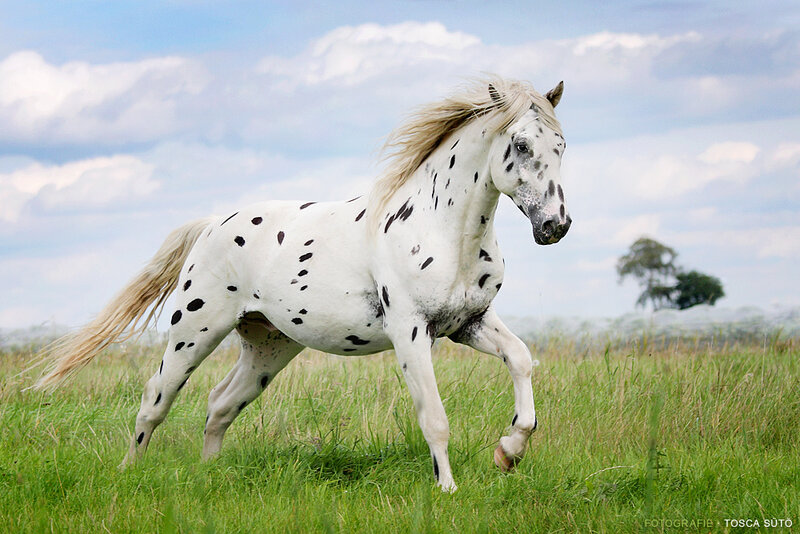 White Spotted Horse — Green