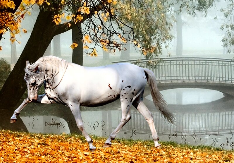 White Spotted Horse — Serene