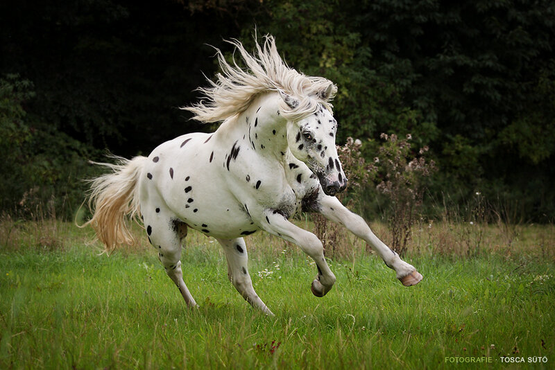 White Spotted Horse