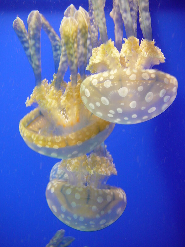 White-spotted Jellyfish — Blue, Serene, Photograph, Tentacles, Ocean Water