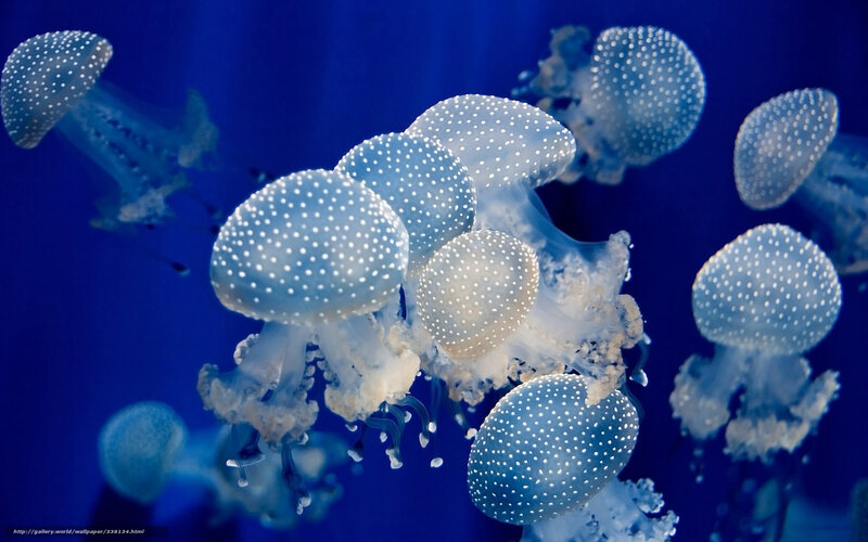 White-spotted Jellyfish — Blue, Serene, Photograph
