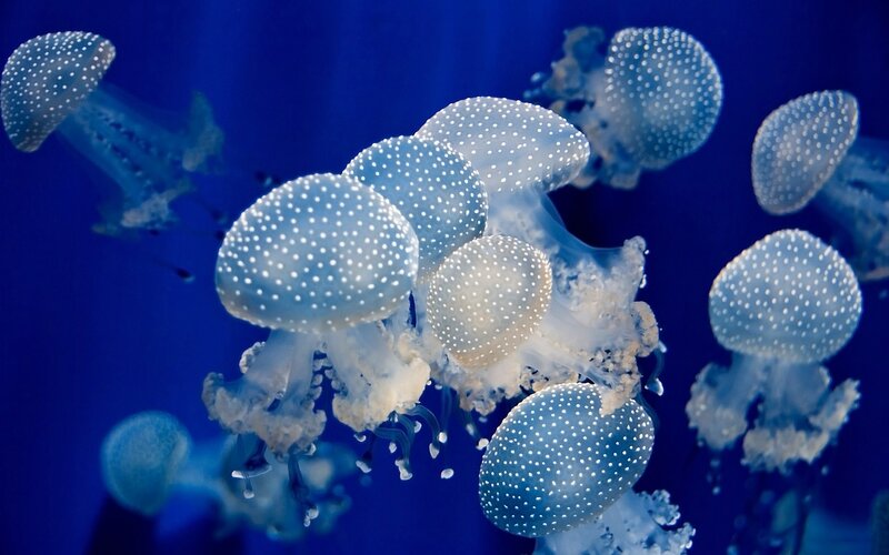 White-spotted Jellyfish — Blue