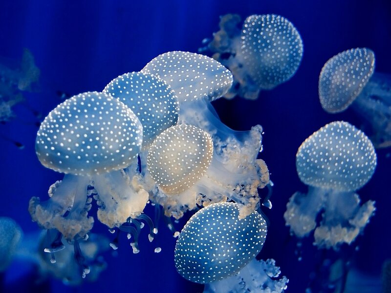 White-spotted Jellyfish