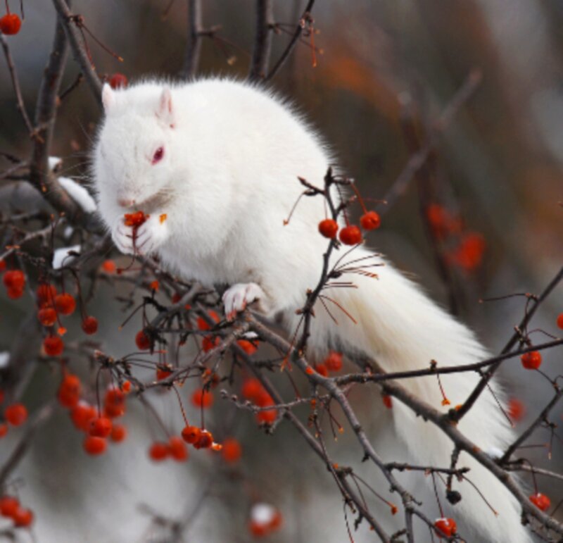 White Squirrel Eating Berries