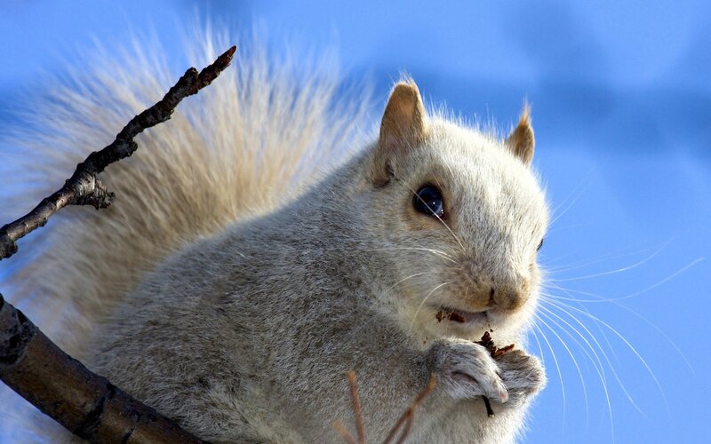 White Squirrel Eating — Blue, Calm