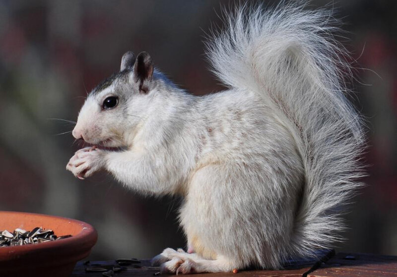 White Squirrel Eating — Calm, Afternoon, Photograph, Bowl