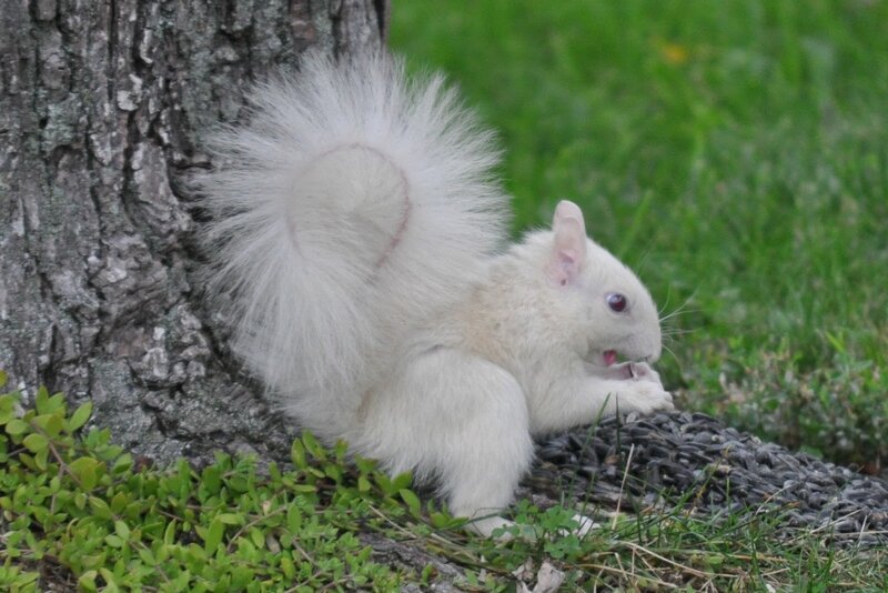 White Squirrel Eating — Calm, Afternoon