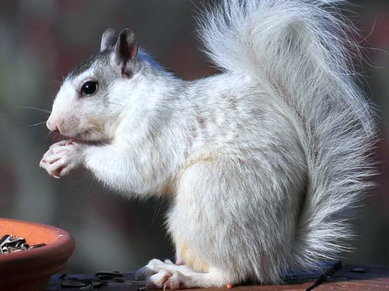 White Squirrel Eating — Calm