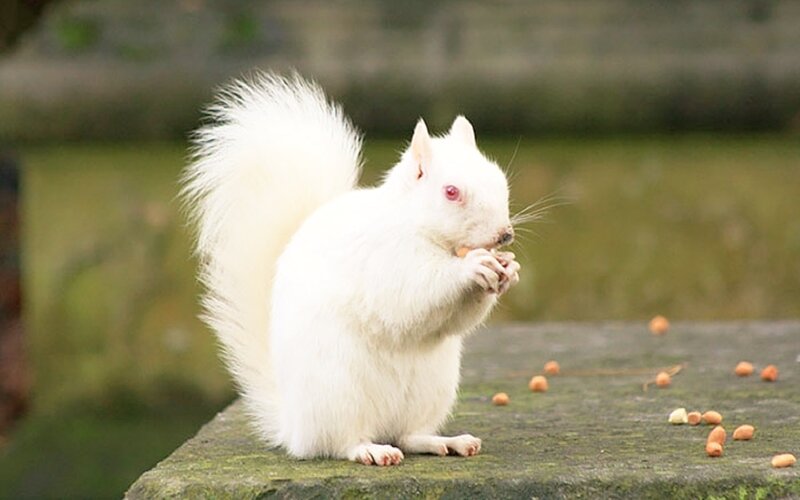 White Squirrel Eating Nut — Calm