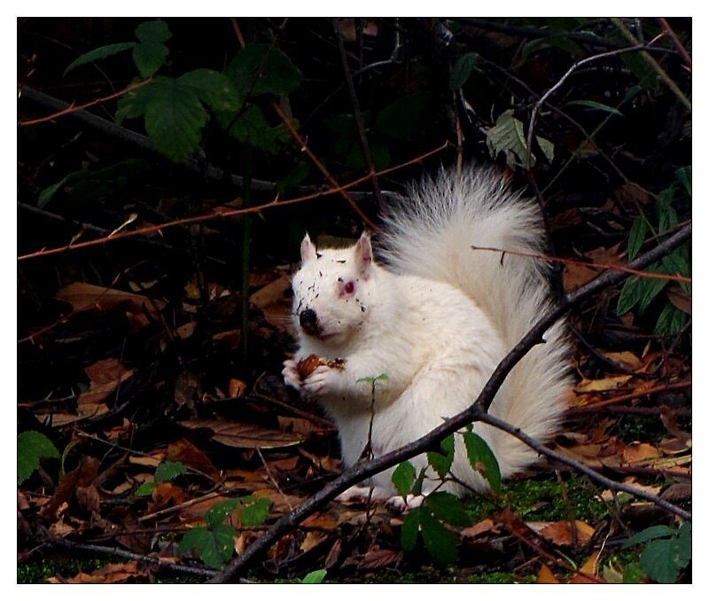 White Squirrel Eating Nut
