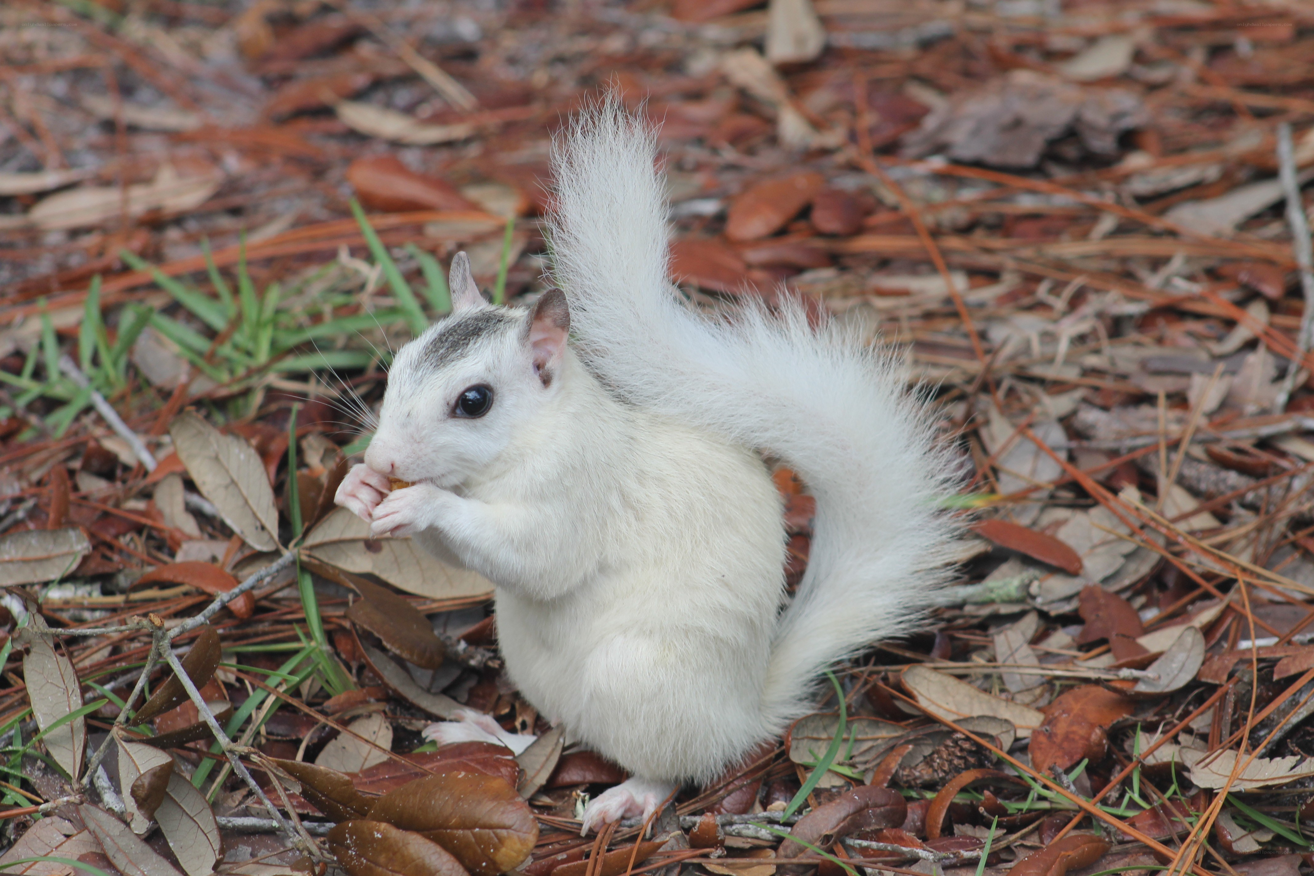 white squirrel eating on forest floor