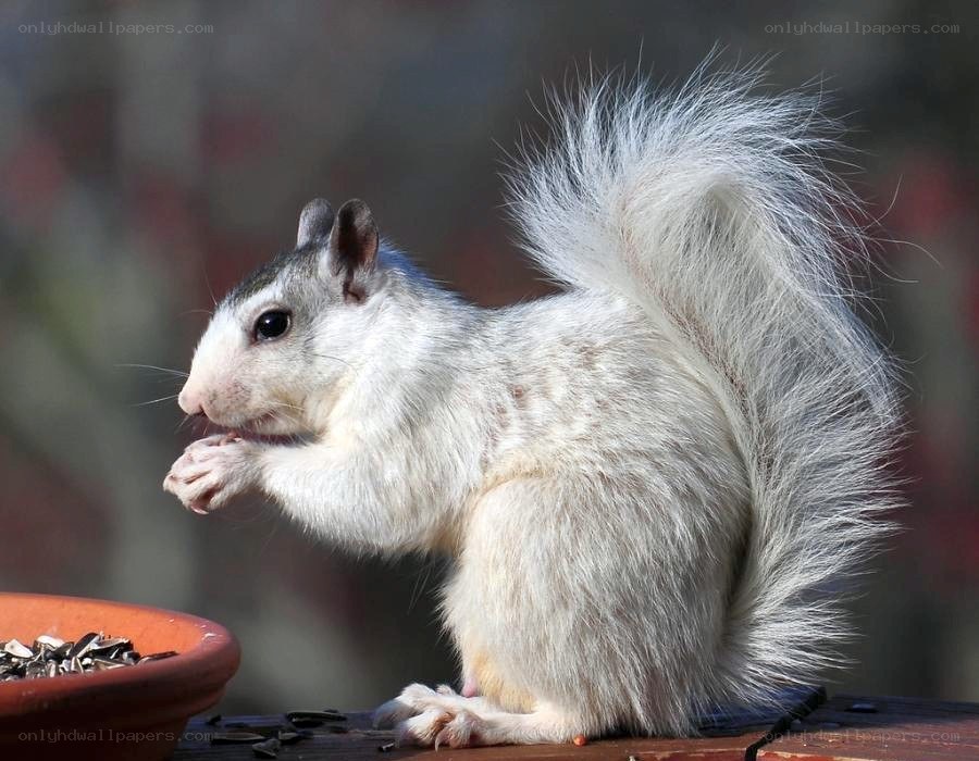 white squirrel eating seeds