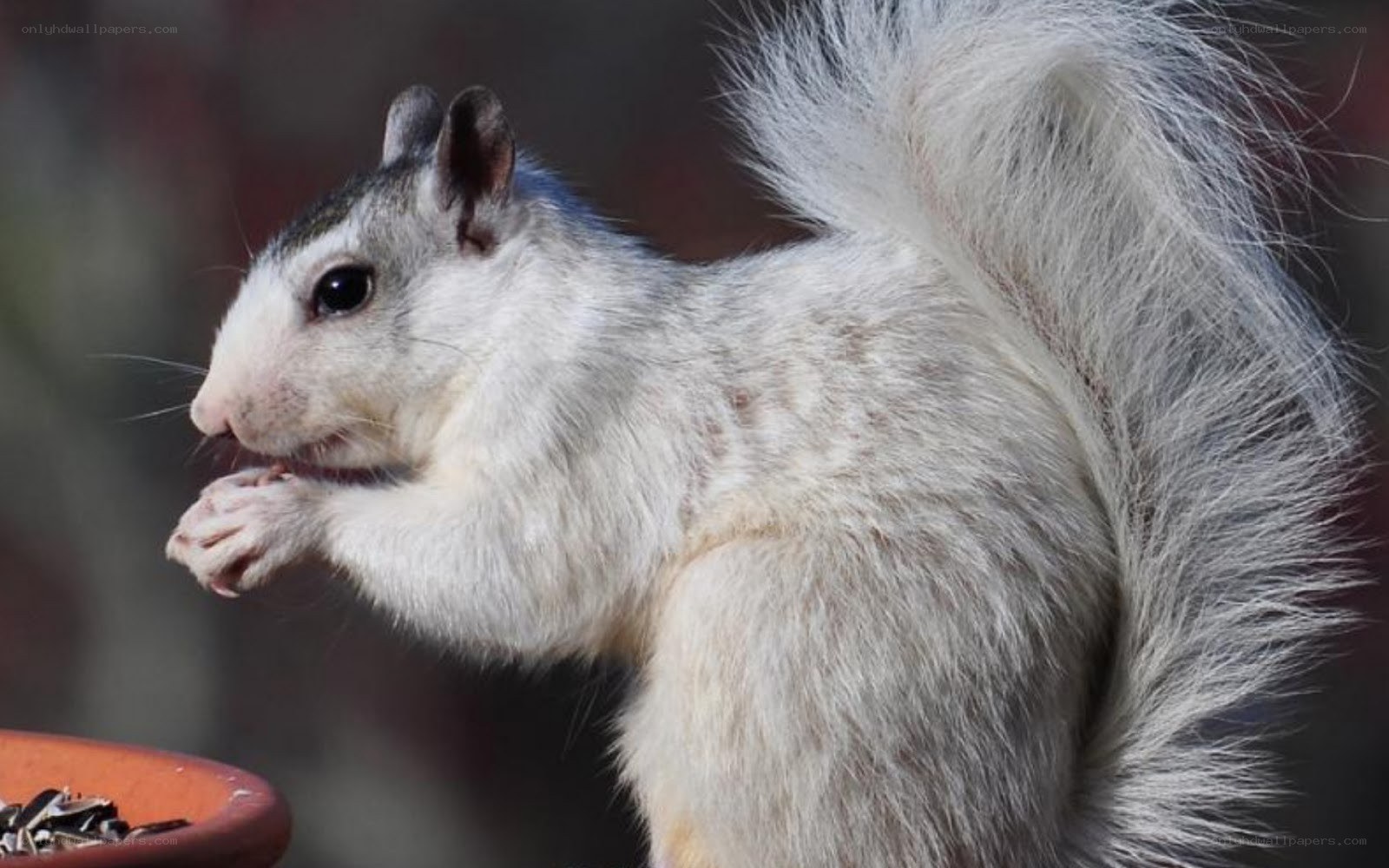 white squirrel eating seeds