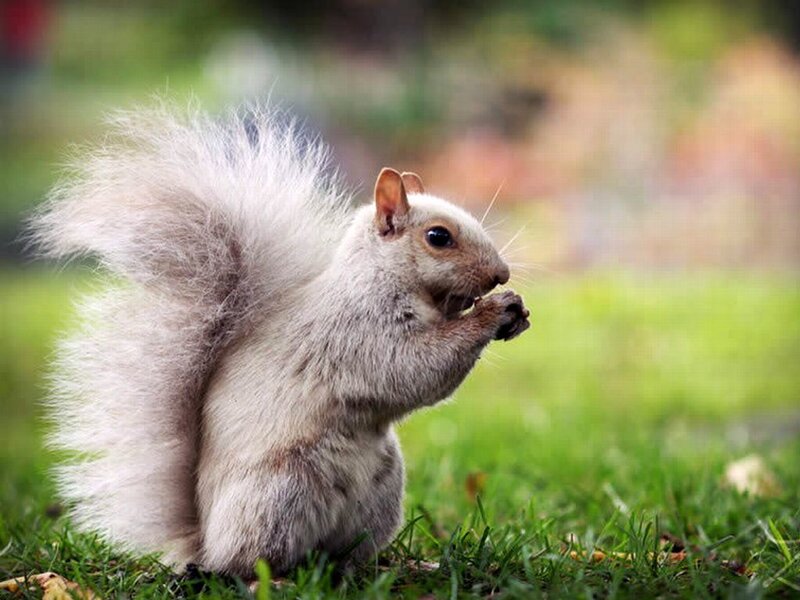 White Squirrel Eating
