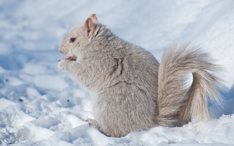 White Squirrel in Snow