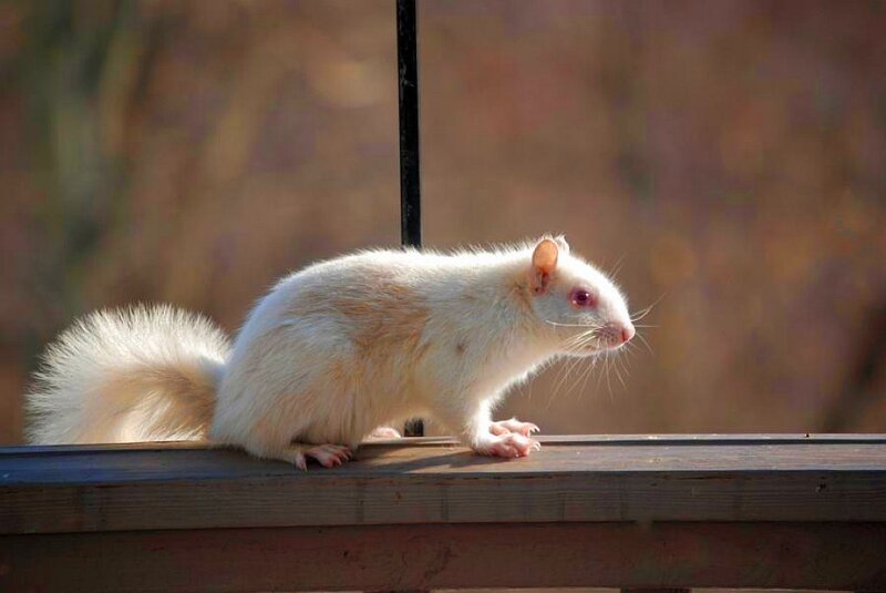 white squirrel on a railing