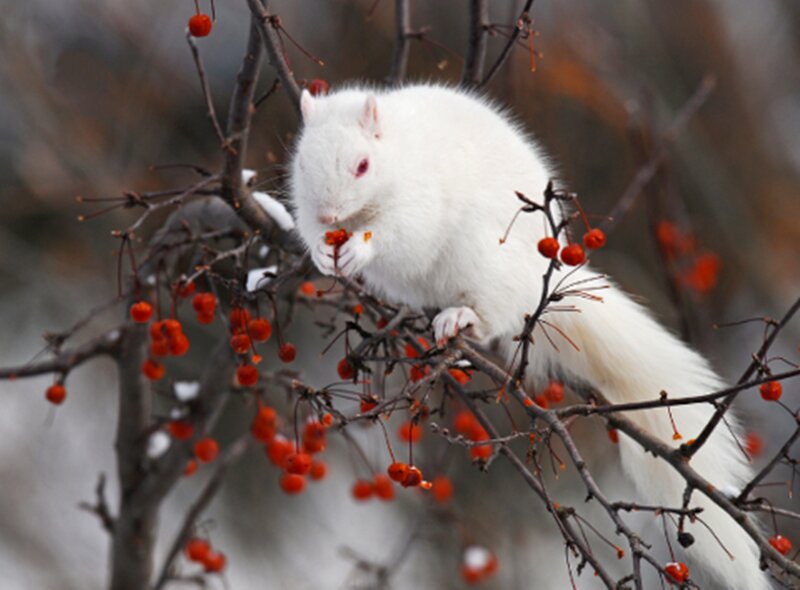 White Squirrel on Branch