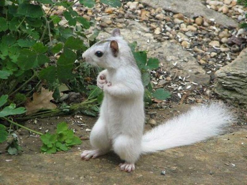 white squirrel standing
