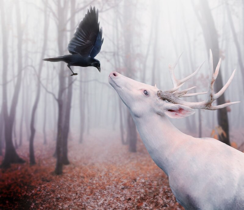 White Stag and Crow