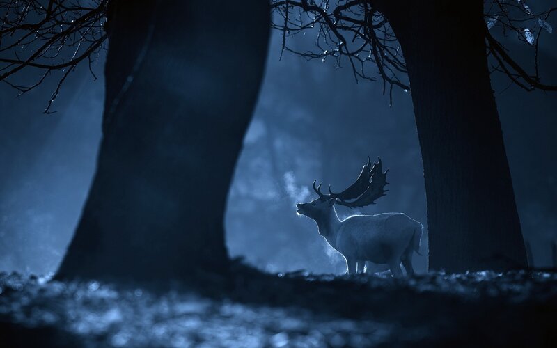 White Stag in Forest — Blue