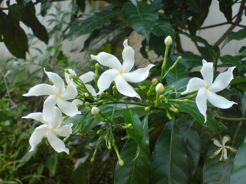 White Star Jasmine Flowers — Calm, Afternoon