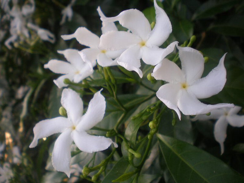 White Star Jasmine Flowers — Calm, Photograph