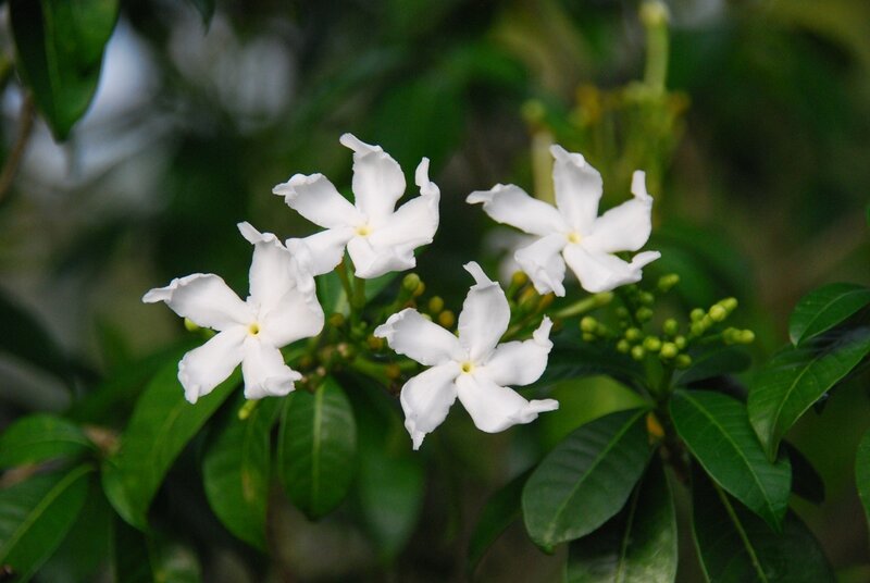White Star Jasmine Flowers — Calm