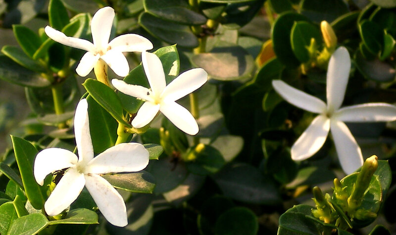 White Star Jasmine Flowers