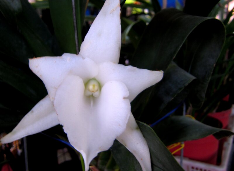 White Star Orchid Flower — Calm