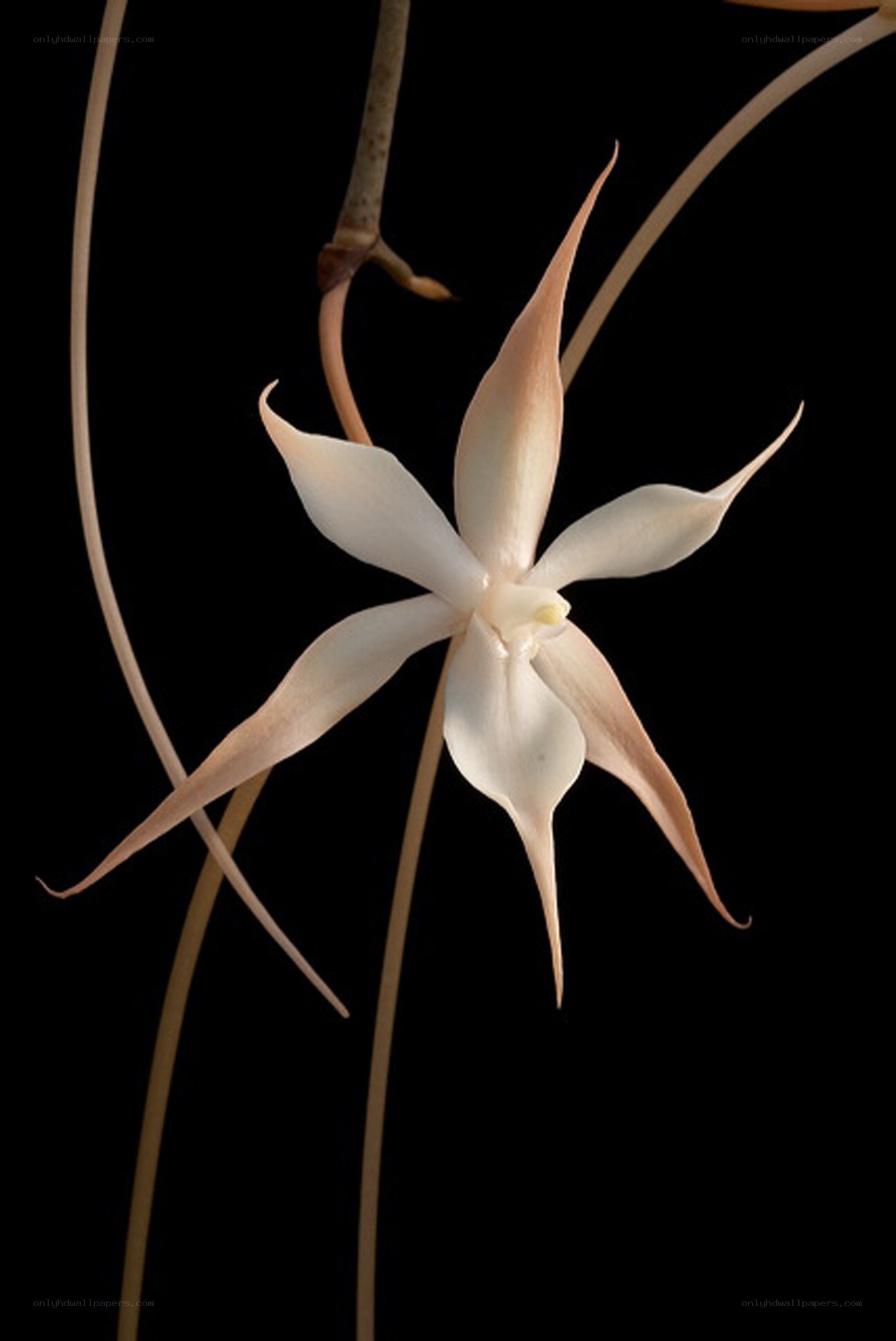 White star orchid flower