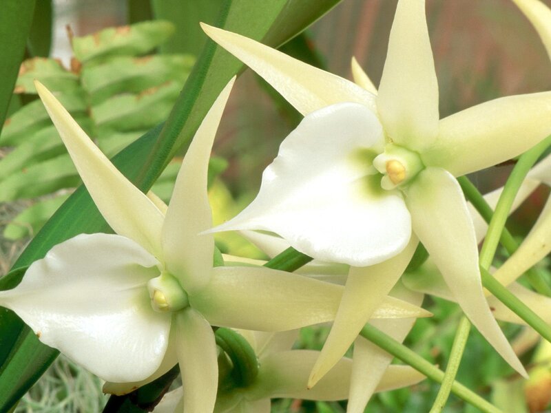white star orchid flowers