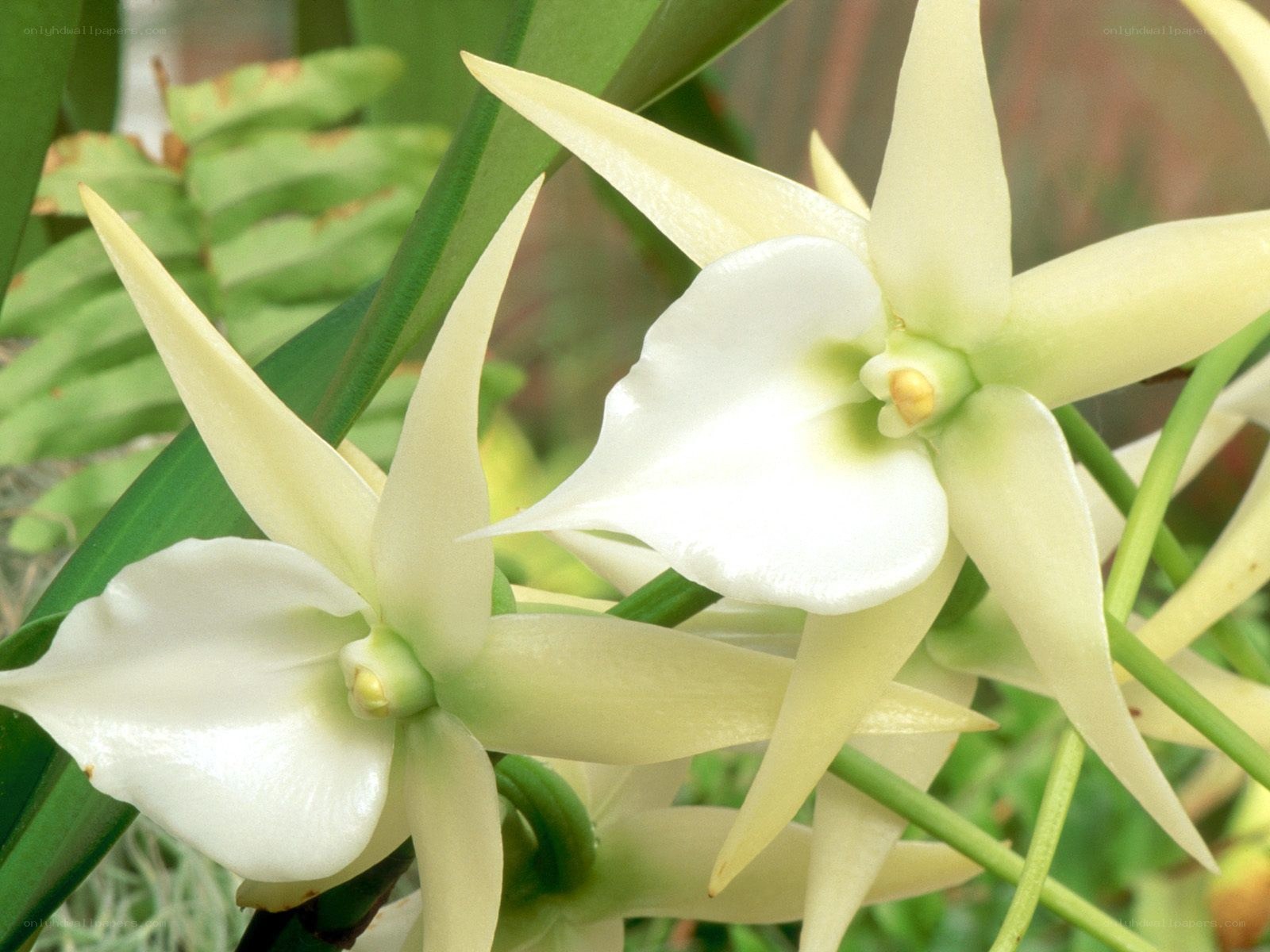 white star orchid flowers
