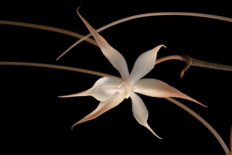 White Star Orchid