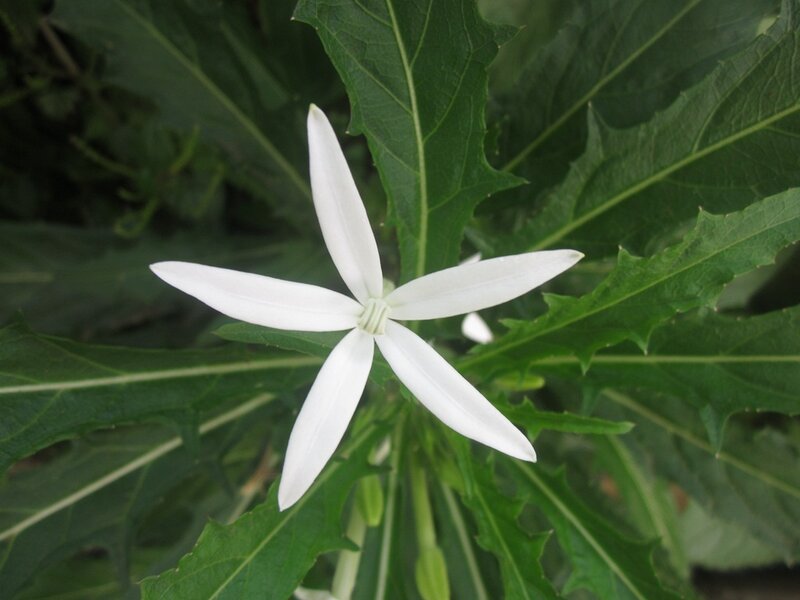 White Star-shaped Flower — Calm, Photograph