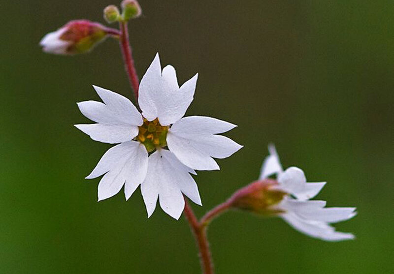 White Star-shaped Flower — Calm, Spring