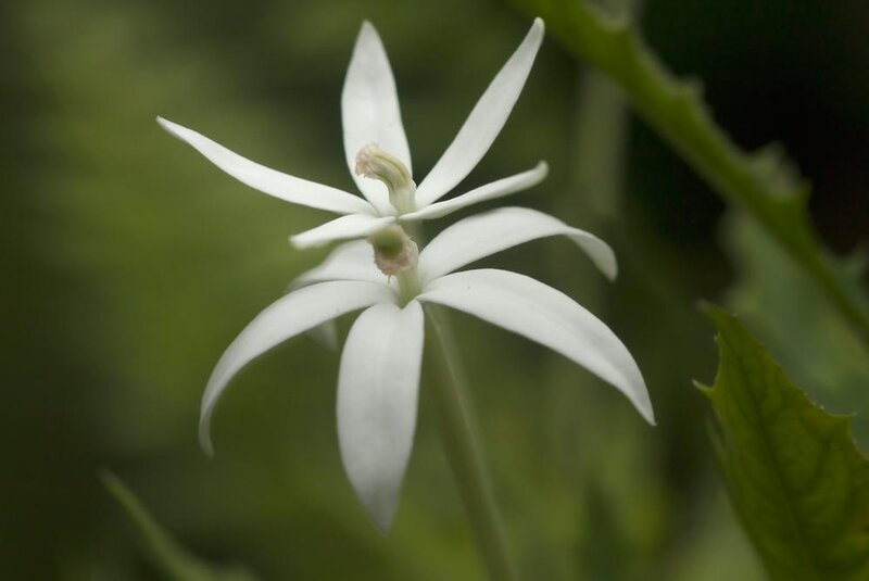 White Star-shaped Flower — Calm