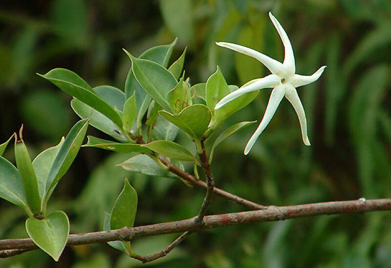 White Star-shaped Flower — Natural, Photograph
