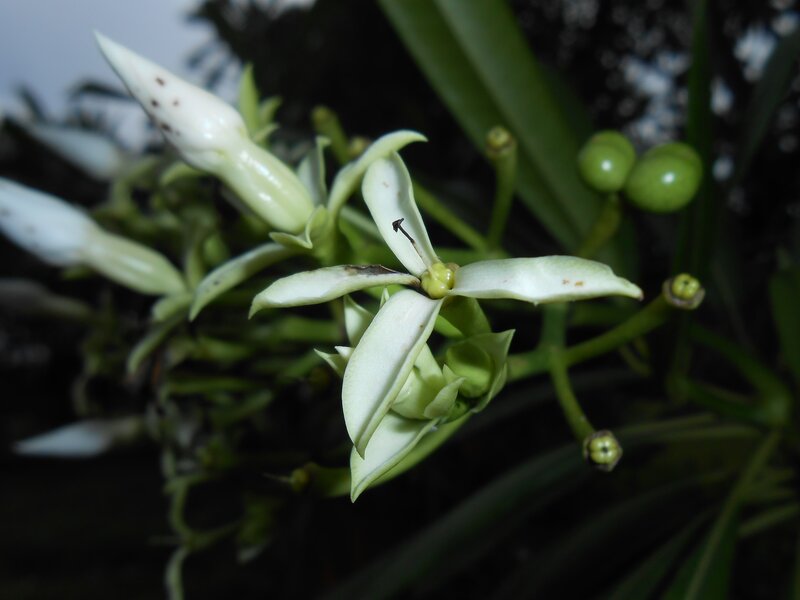 White Star-shaped Flower — Natural