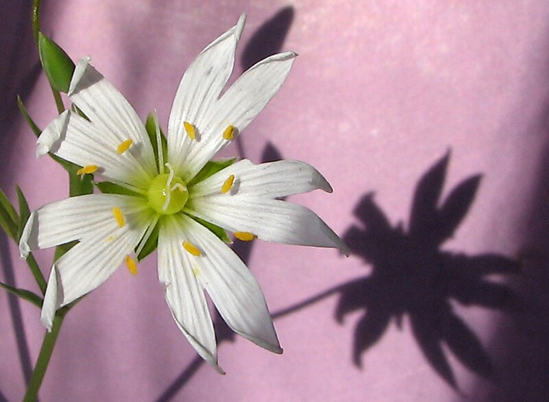 White Star-shaped Flower — Serene, Afternoon
