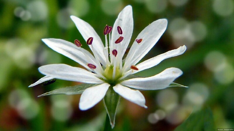 White Star-shaped Flower — Serene