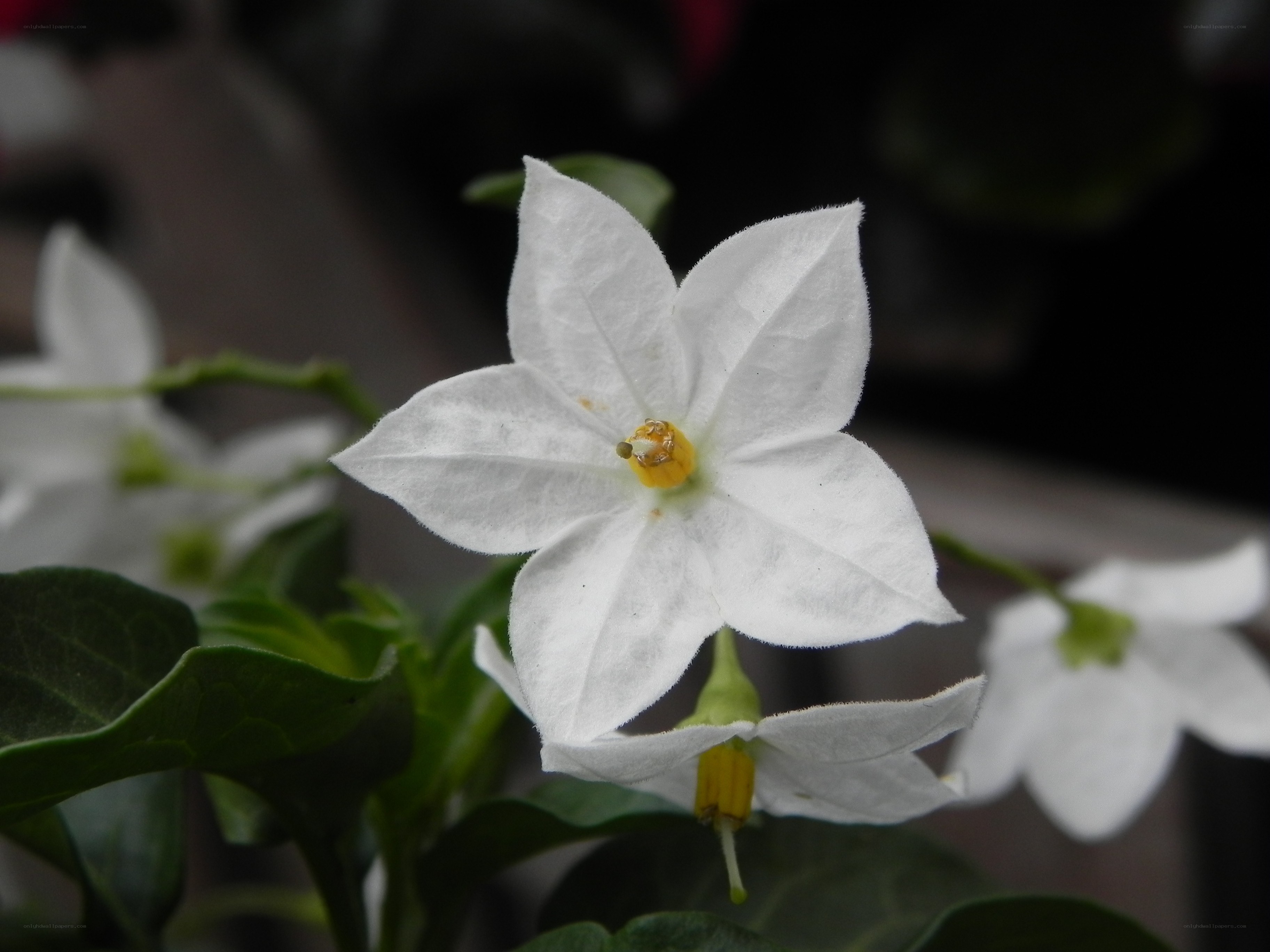white star-shaped flower