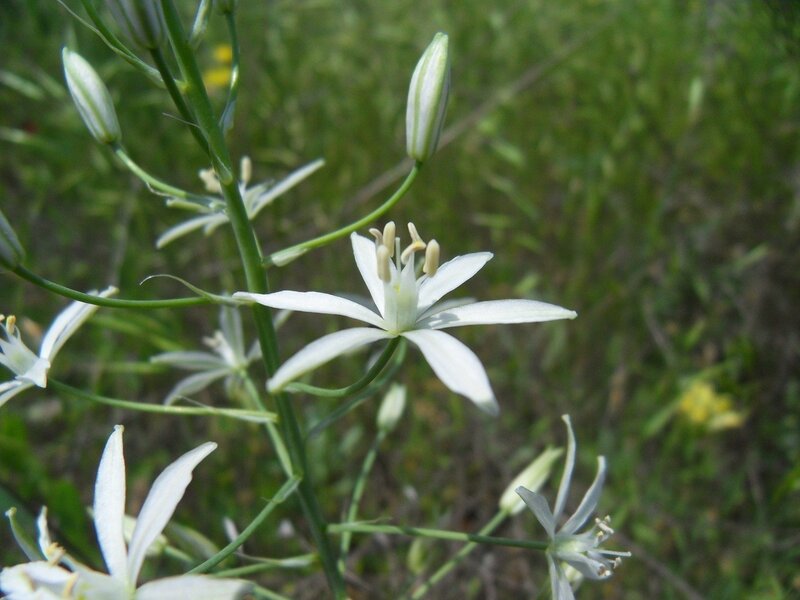 white star-shaped flowers