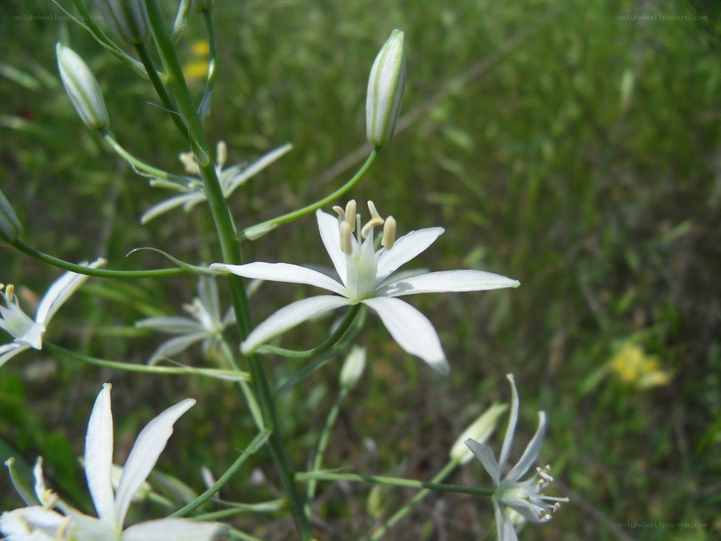 white star-shaped flowers